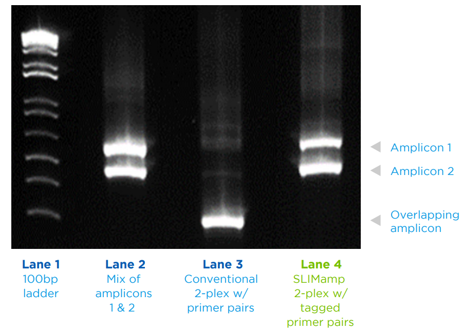 Western blot of how Pillar Biosciences' SLIMamp 2-plex w/ tagged primer pairs compairs to conventional 2-plex w/ primer pairs and a mix of amplicons 1&2. SLIMamp identfies both amplicons, while the conventional 2-plex just recognizes an overlapping amplicon.